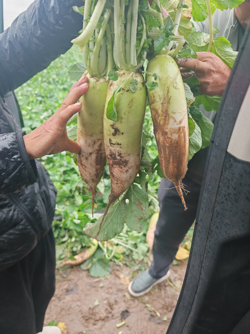 精品萝卜白萝卜优良品种口感好基地种植货量充足