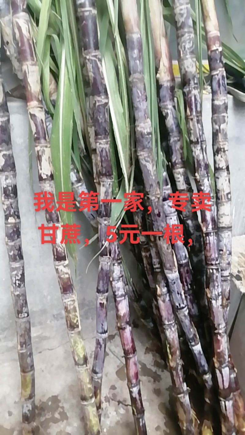 水果甘蔗