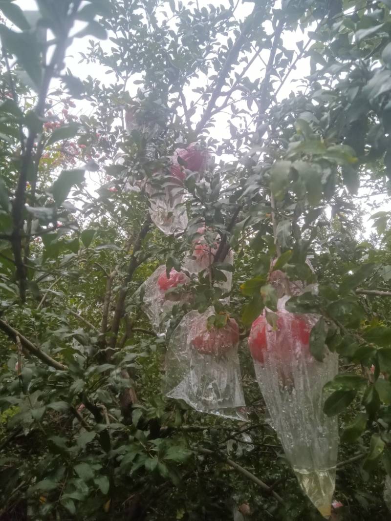陕西甜石榴，货源充足现摘现发供社区团购电商平台，量大从优