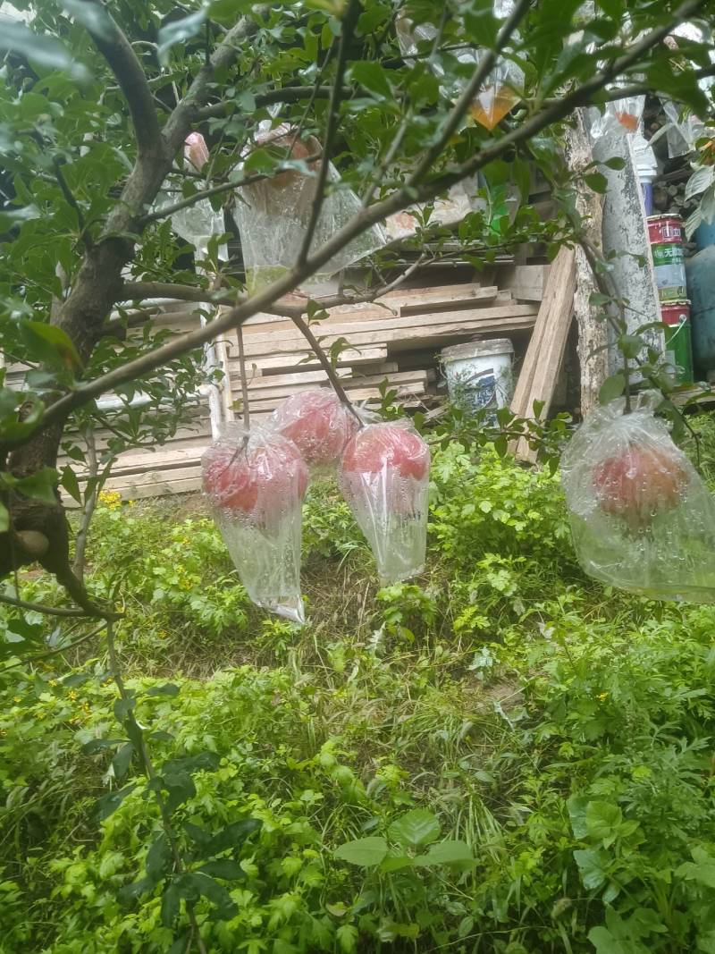 陕西甜石榴，货源充足现摘现发供社区团购电商平台，量大从优