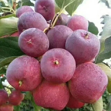 龙丰果树苗