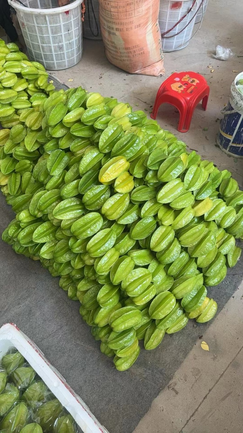 杨桃，甜杨桃，大量接单产地直发量大从优欢迎来电咨询