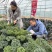 荷兰进口羽麒麟羽衣甘蓝鲜叶精品叶（泡沫箱）