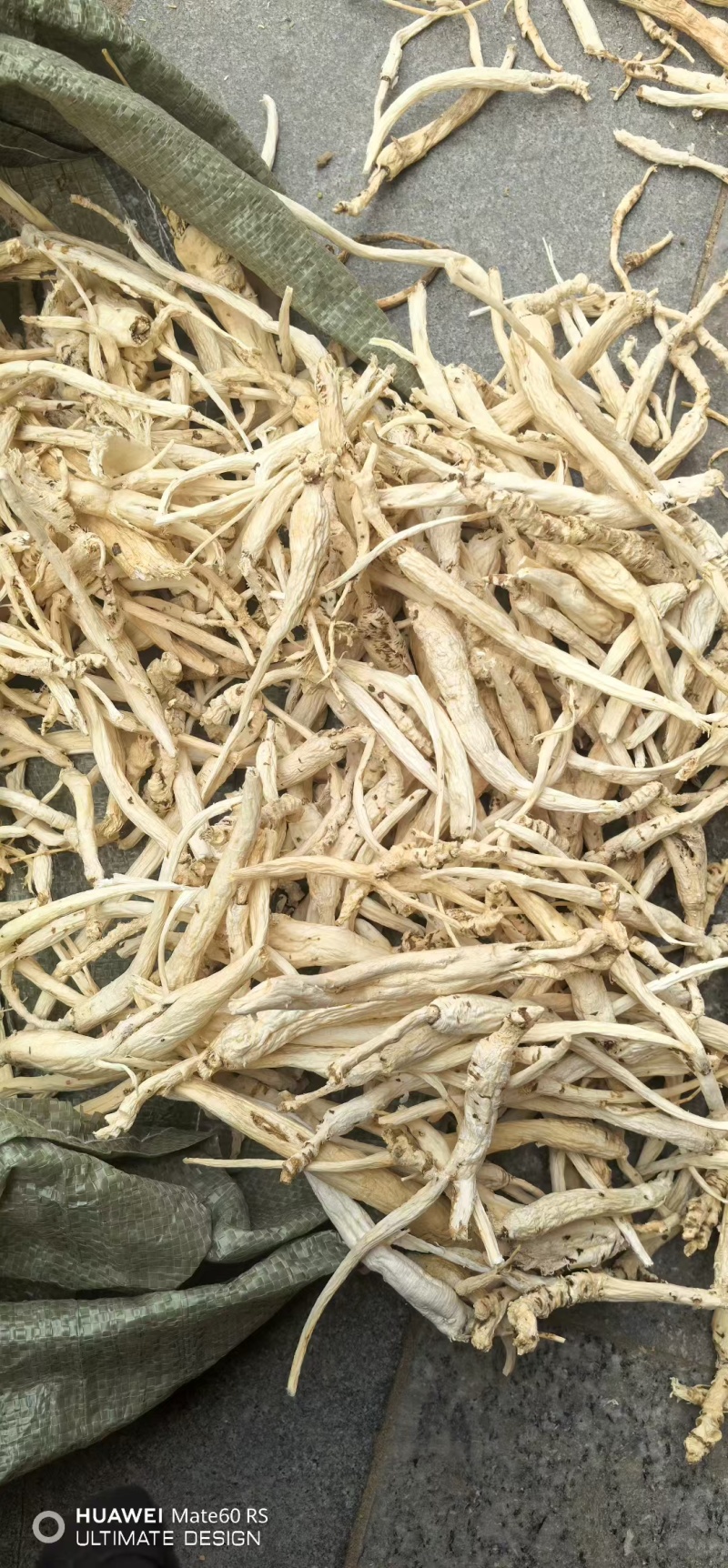 北沙参南沙参带皮沙参