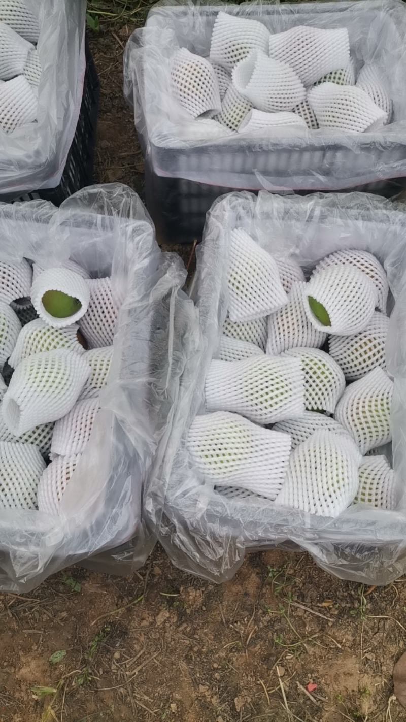 玉露香梨均已成熟入库，开始销售有需要的朋友可以联系我们。