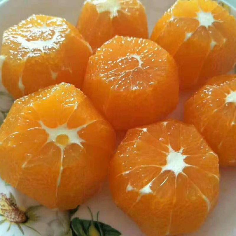 脐橙，纽荷尔，中华红，轮晚夏橙
