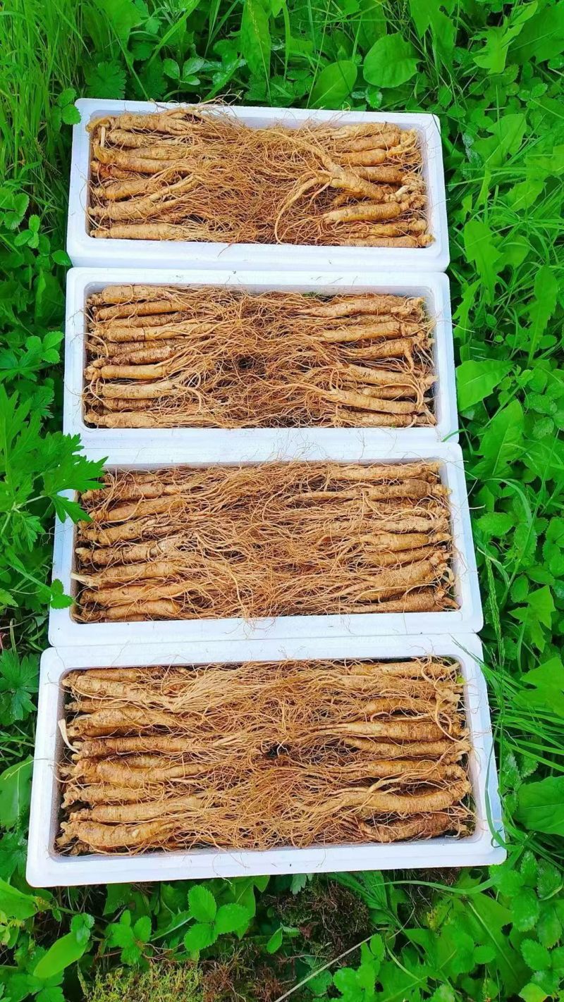 长白山新鲜人参，现挖现卖，保证质量，大量批发