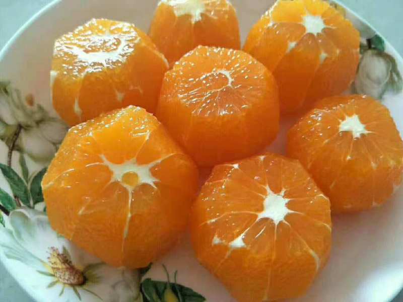 脐橙，纽荷尔，中华红，轮晚夏橙