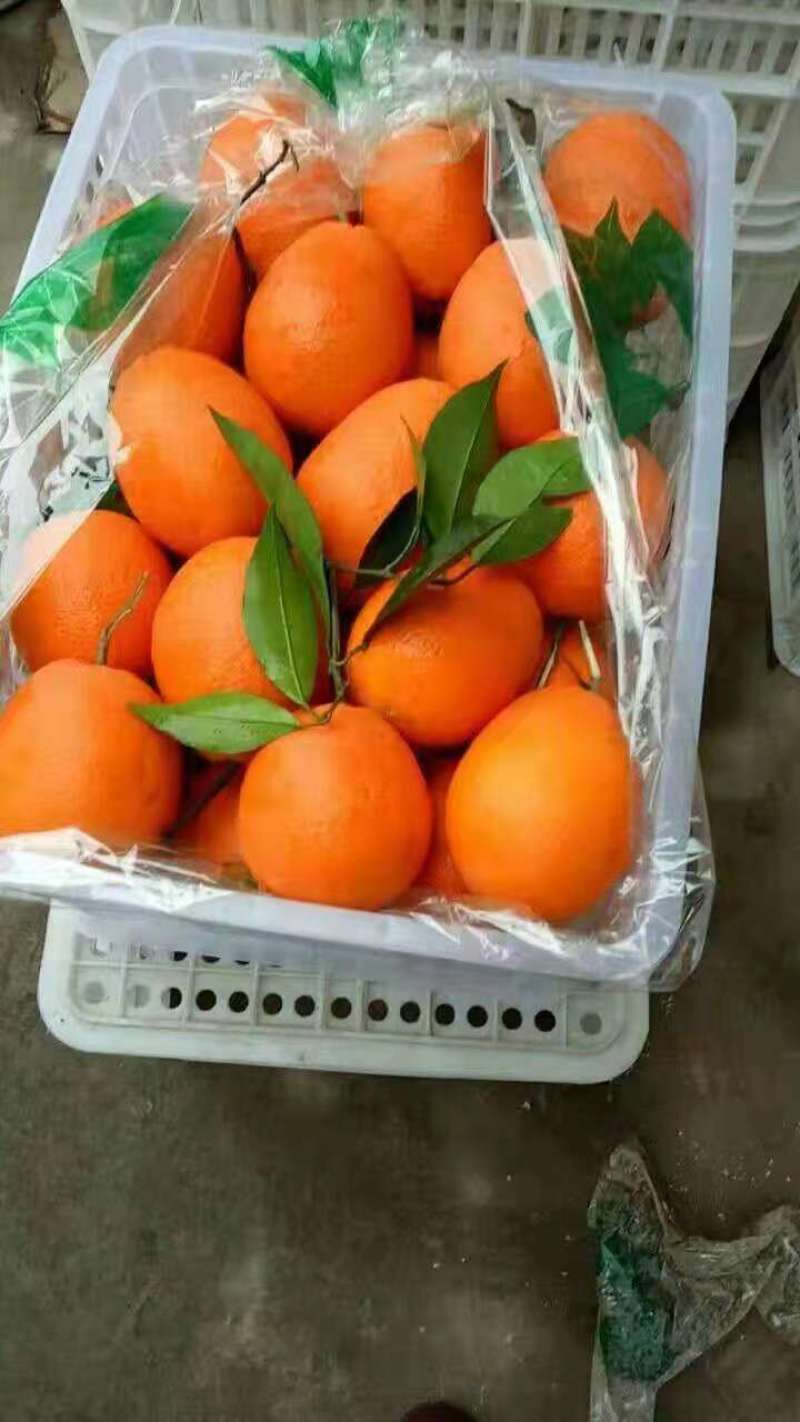 脐橙，纽荷尔，中华红，轮晚夏橙