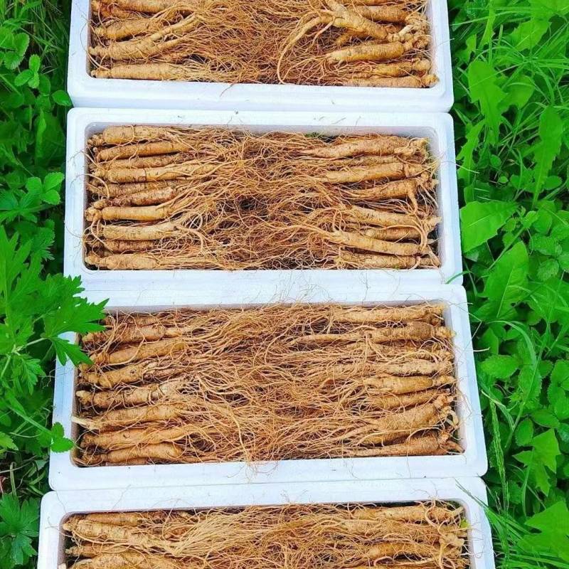 长白山新鲜人参，现挖现卖，保证质量，大量批发