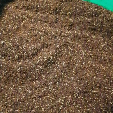 双班油葫芦虫卵