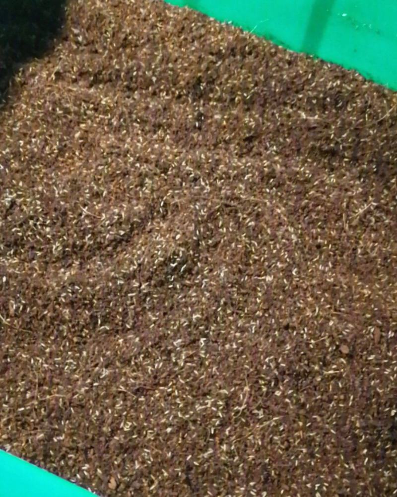 双班油葫芦虫卵