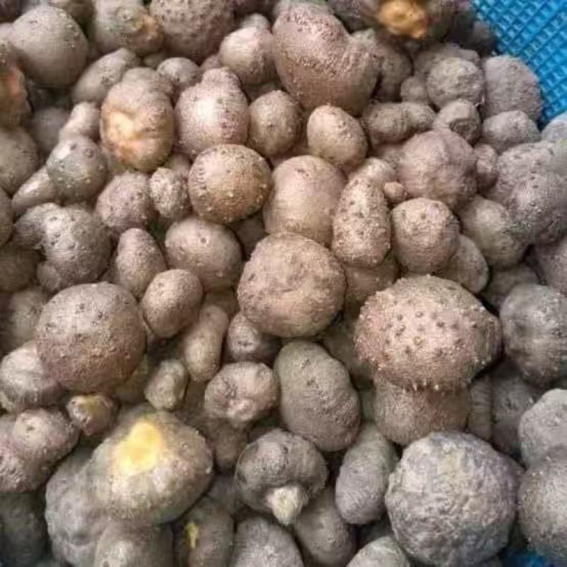 老板您好我有大量现货泰国，缅甸珠芽黄魔芋。100吨起批。