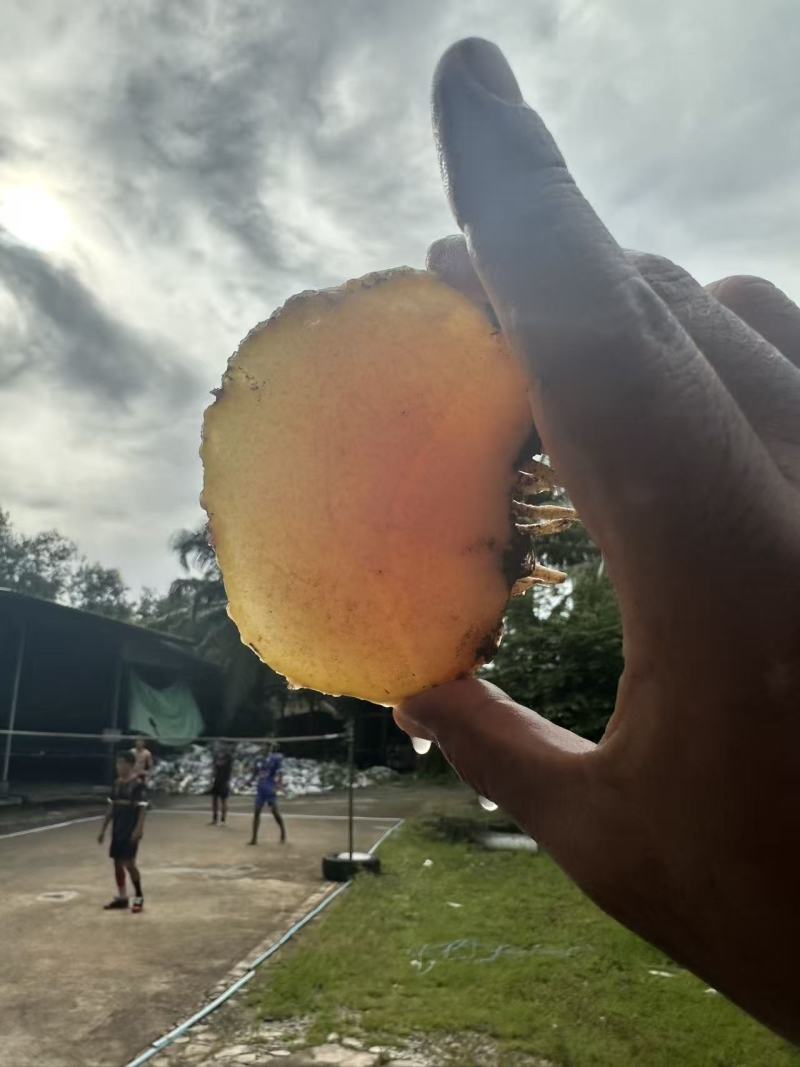 老板您好我有大量现货泰国，缅甸珠芽黄魔芋。100吨起批。
