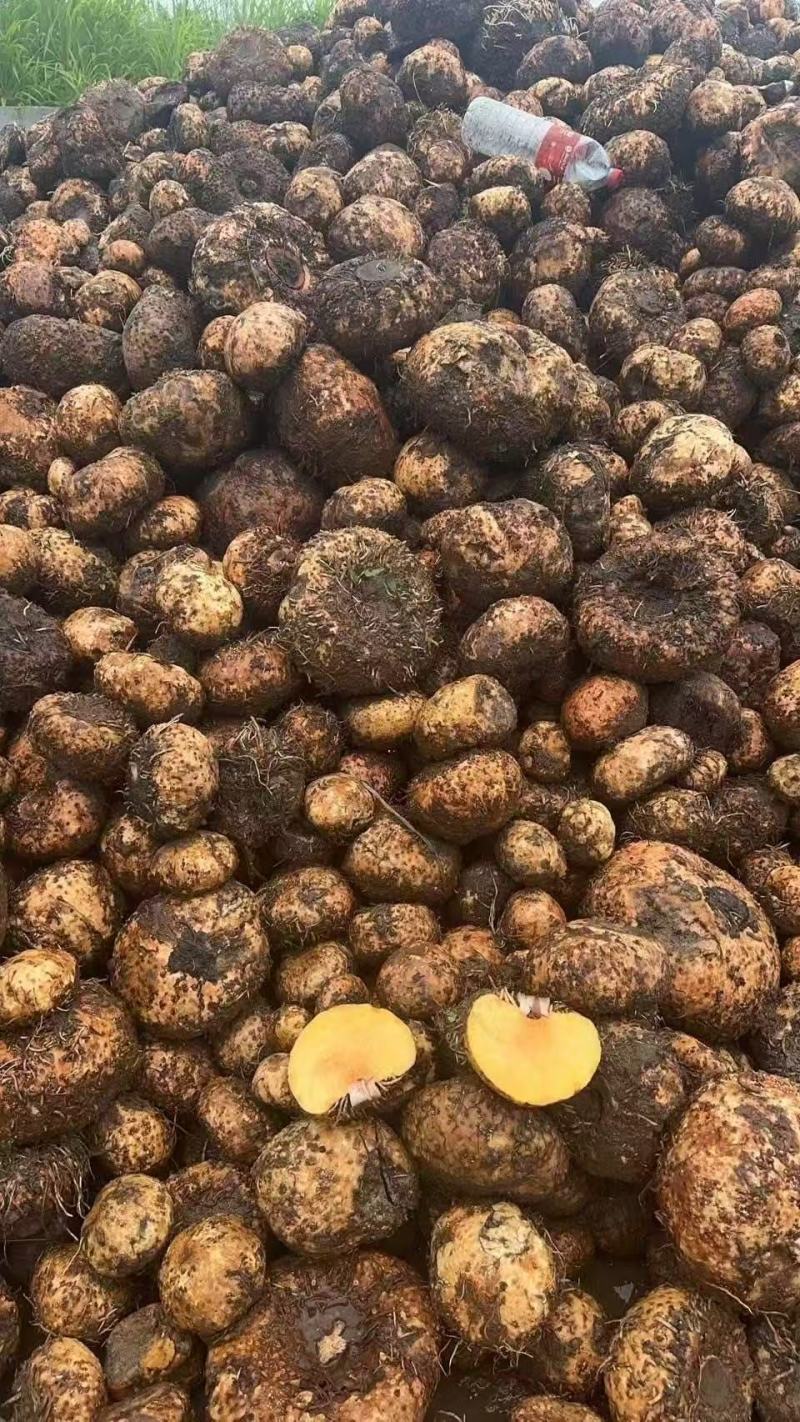 老板您好我有大量现货泰国，缅甸珠芽黄魔芋。100吨起批。