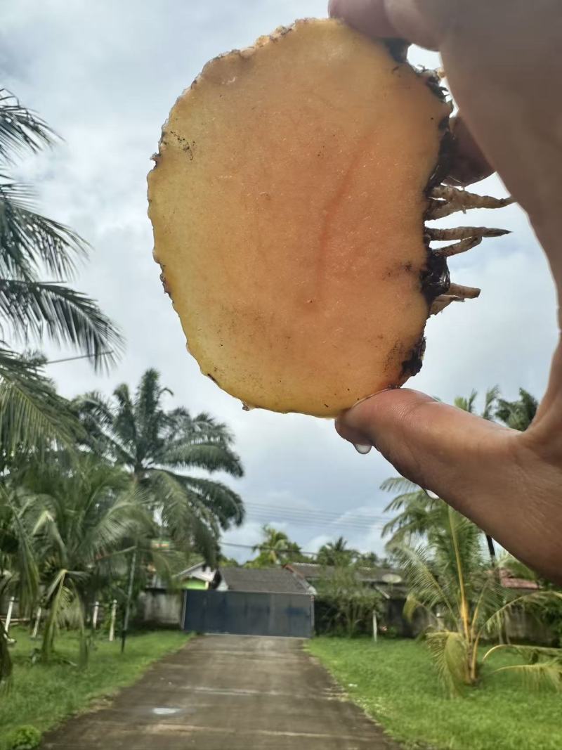 老板您好我有大量现货泰国，缅甸珠芽黄魔芋。100吨起批。