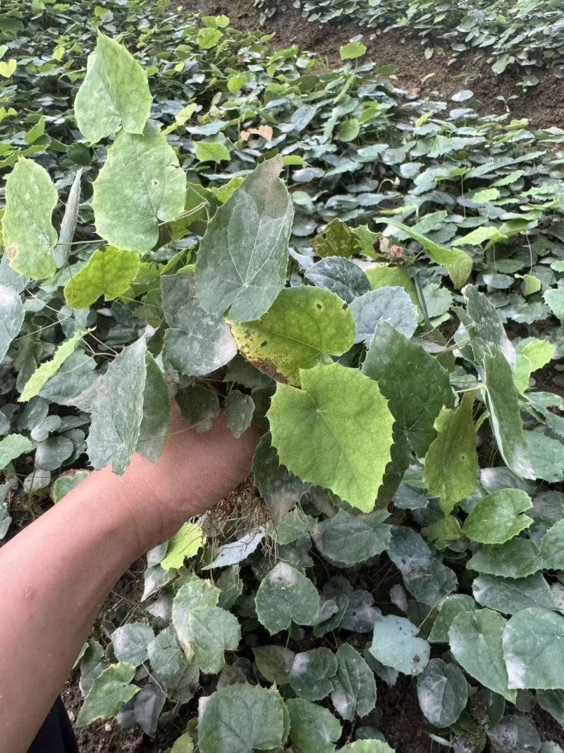 柔毛淫羊藿苗子肓苗，品质保证，基地直发曝发力强，产量高