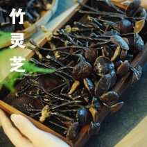 竹灵芝野生灵芝家种灵芝质量保证诚信经营量大从优