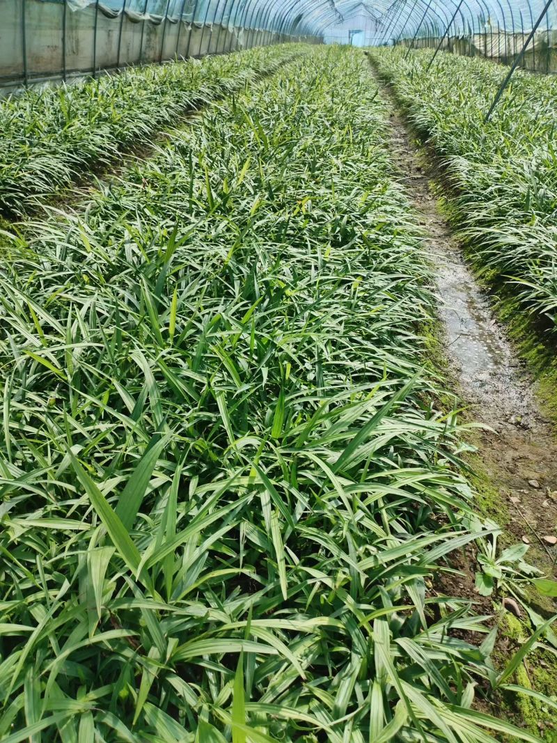 白芨种苗