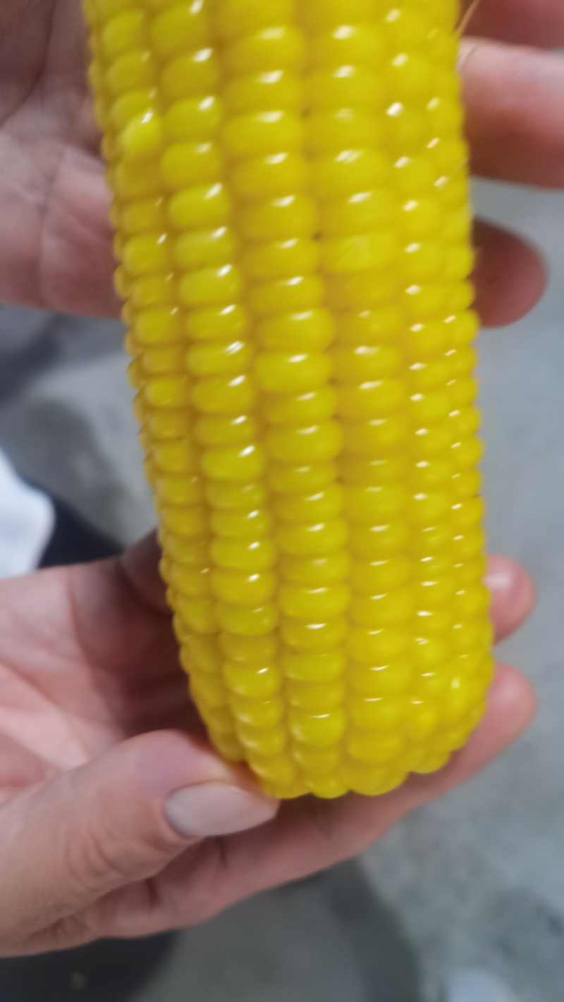 黄白年糯玉米(手工拔棒保证软糯鲜)