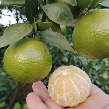 皇帝柑上市了