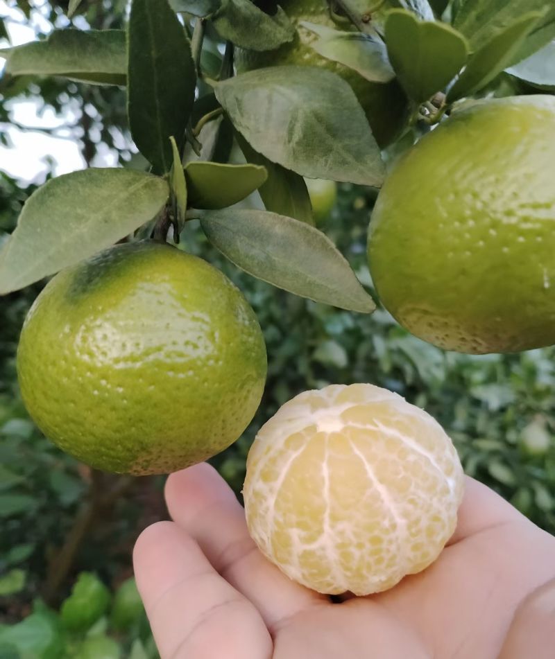 皇帝柑上市了