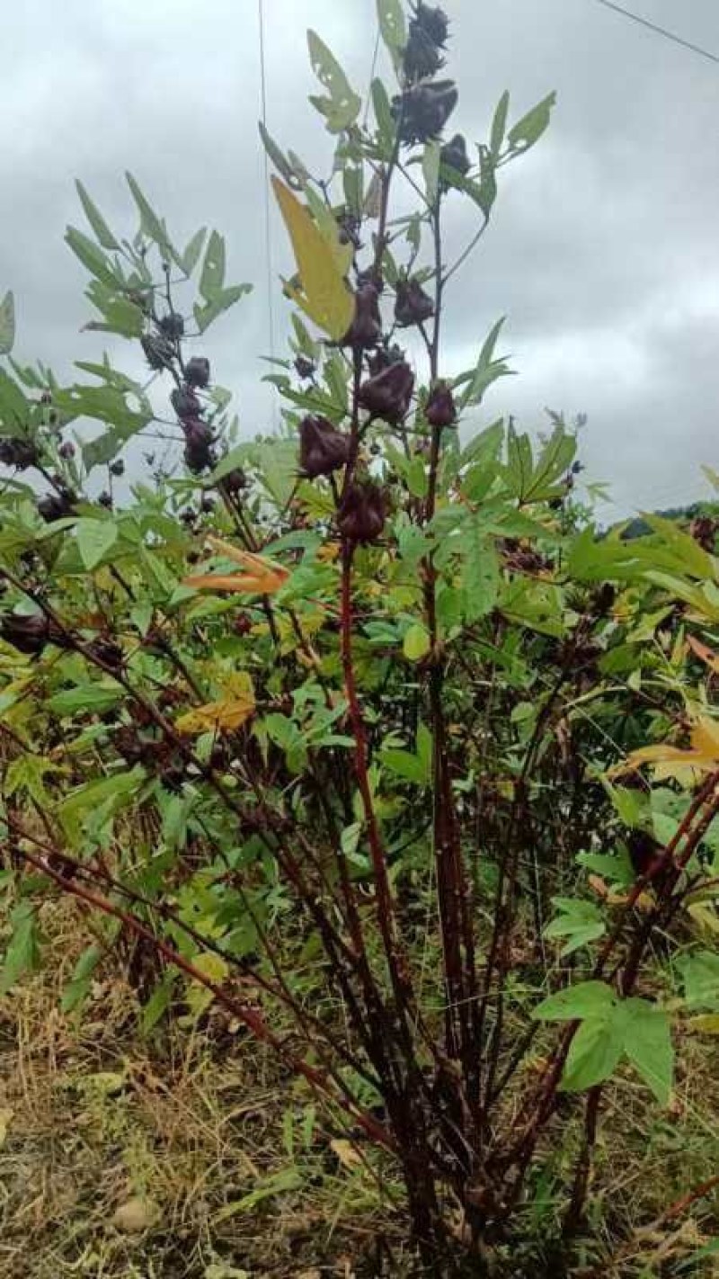 新鲜洛神花又名玫瑰茄欢迎来当地采购量大从优
