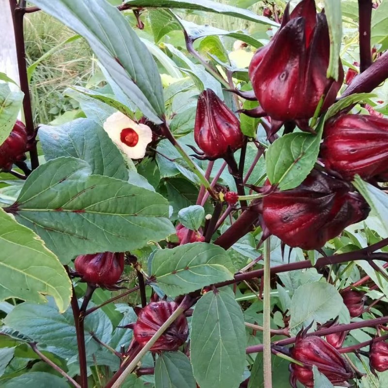 新鲜洛神花又名玫瑰茄欢迎来当地采购量大从优