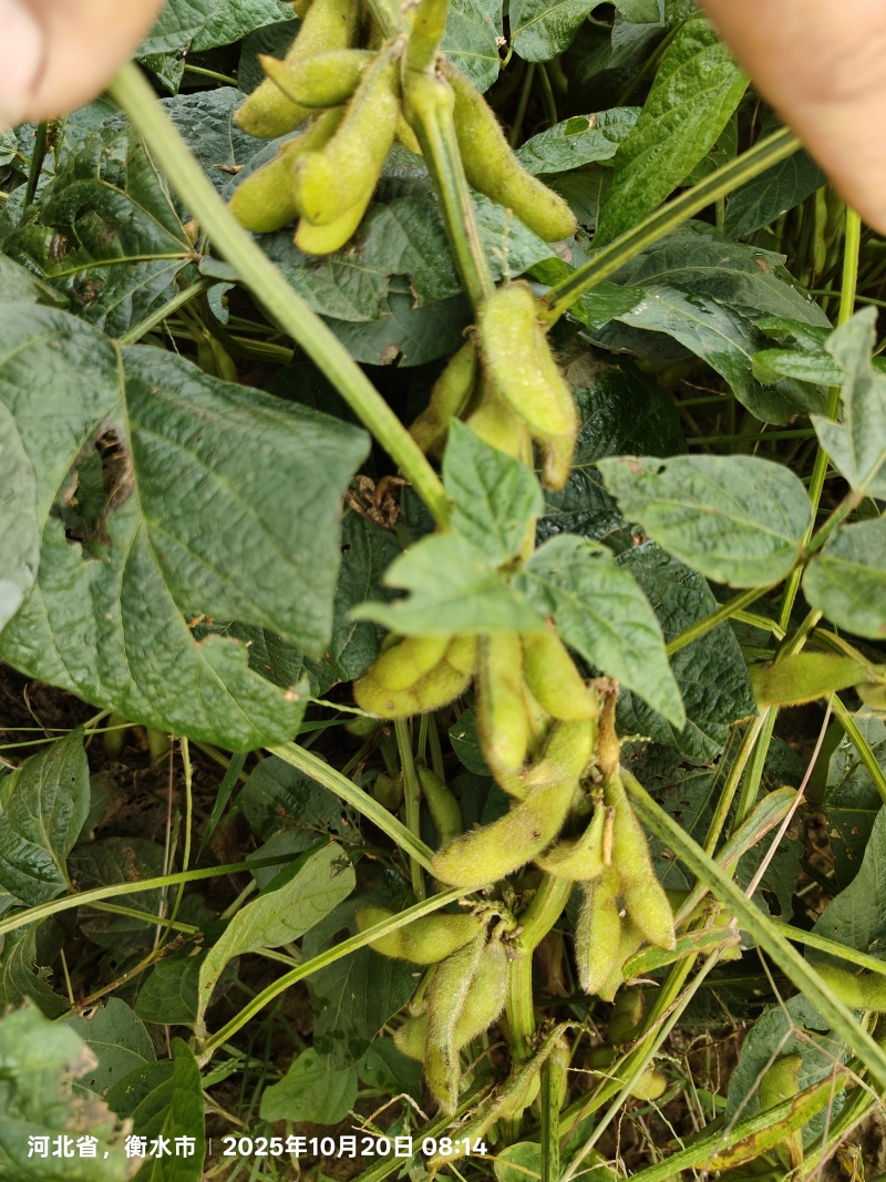鲜毛豆，大青豆，绿宝石大青豆