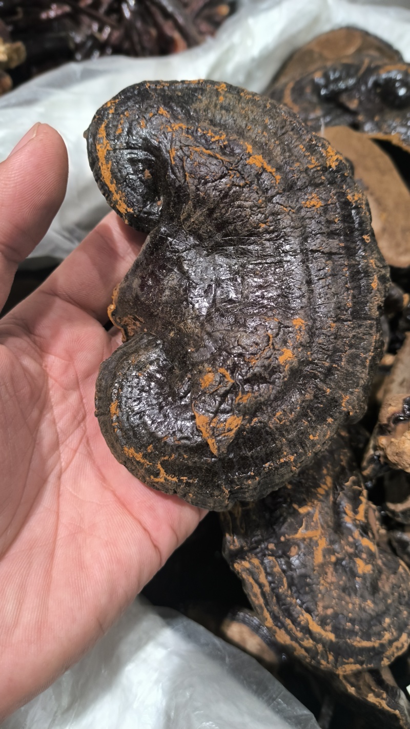 灵芝正品无硫质量保证诚信经营规格齐全