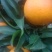 爱嫒38