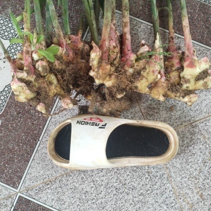 高山种植贵州二号