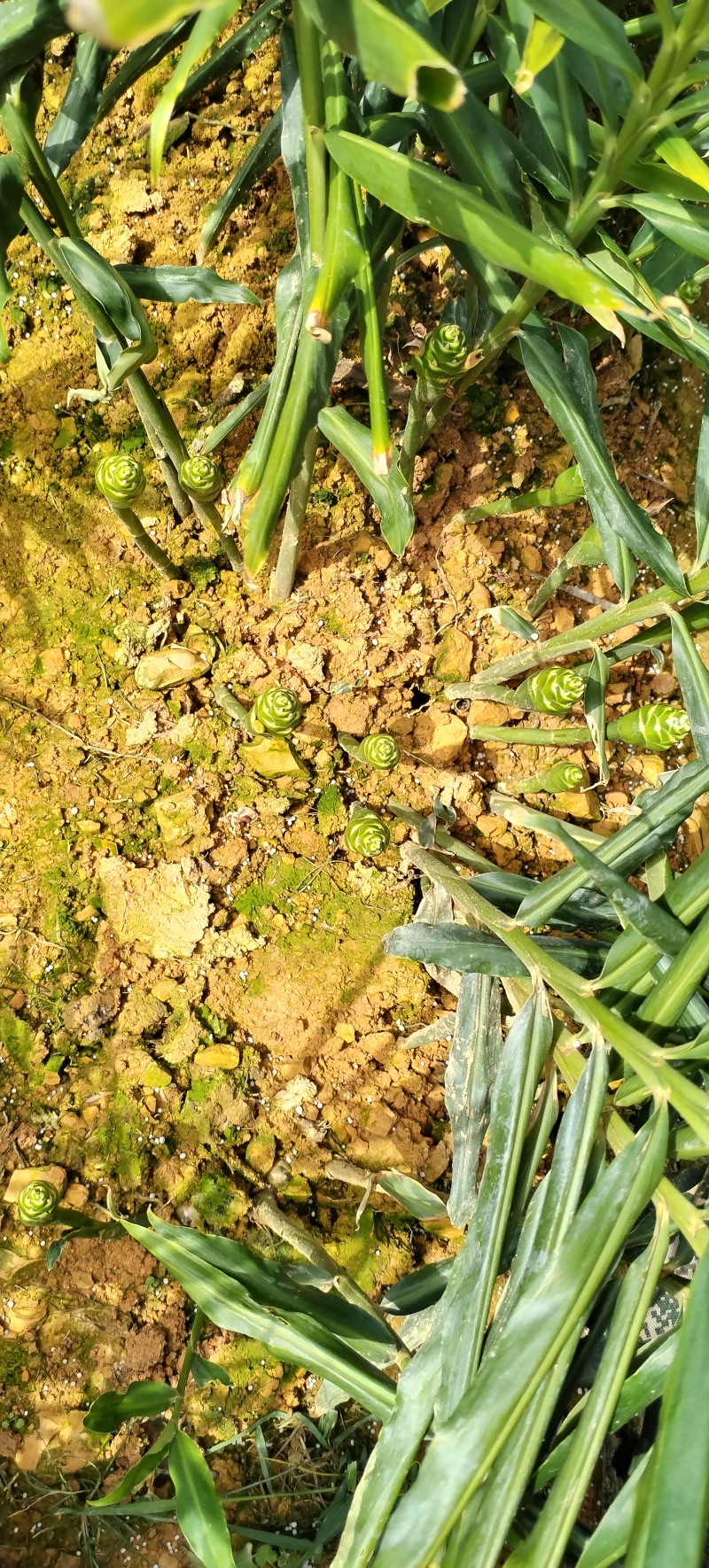 高山种植贵州二号