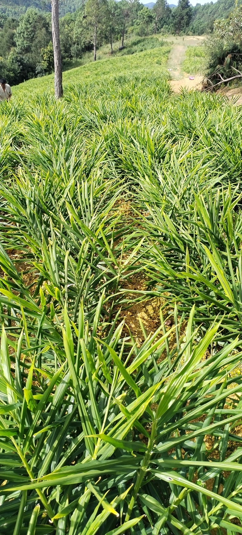 高山种植贵州二号