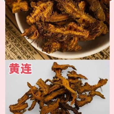 中药黄连粉厂家直销，***，无杂质，无霉菌