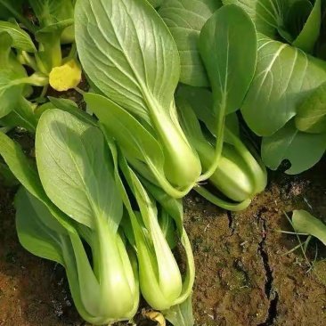 新鲜蔬菜小青菜小油菜江苏南通海门直发批发