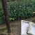 白花油茶苗