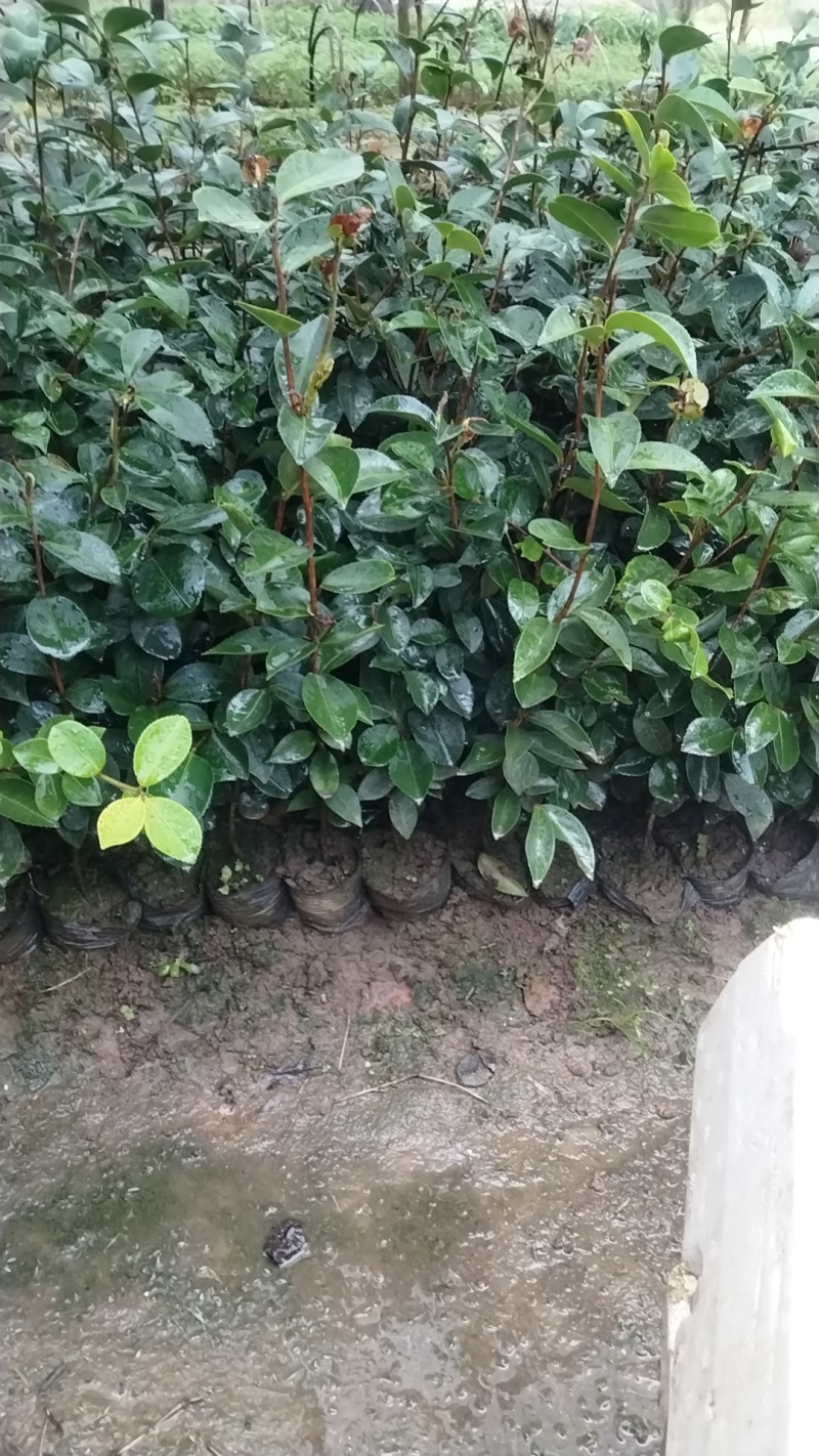 白花油茶苗