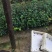 白花油茶苗