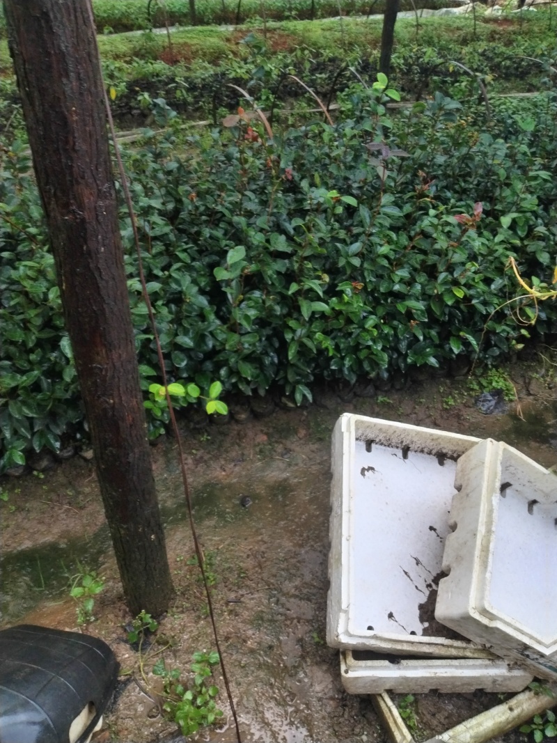 白花油茶苗