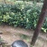 白花油茶苗