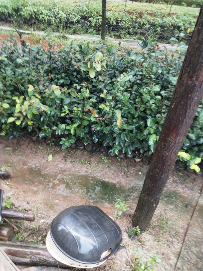 白花油茶苗