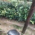 白花油茶苗