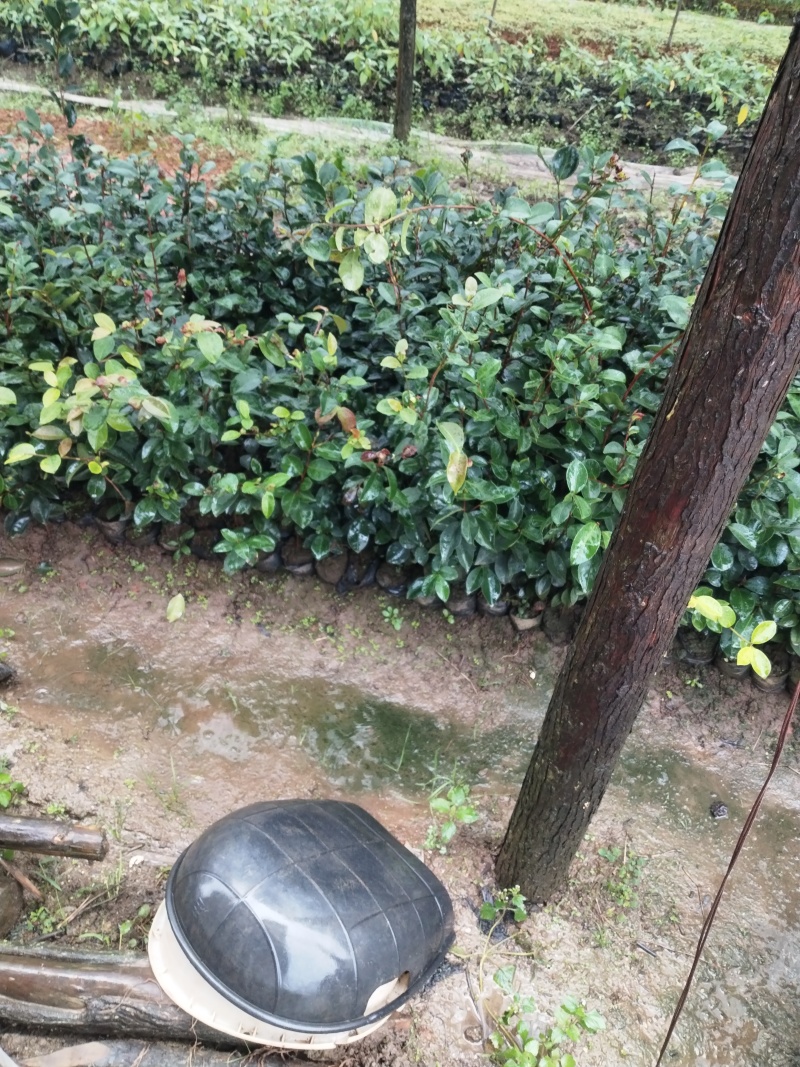 白花油茶苗