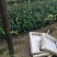 白花油茶苗