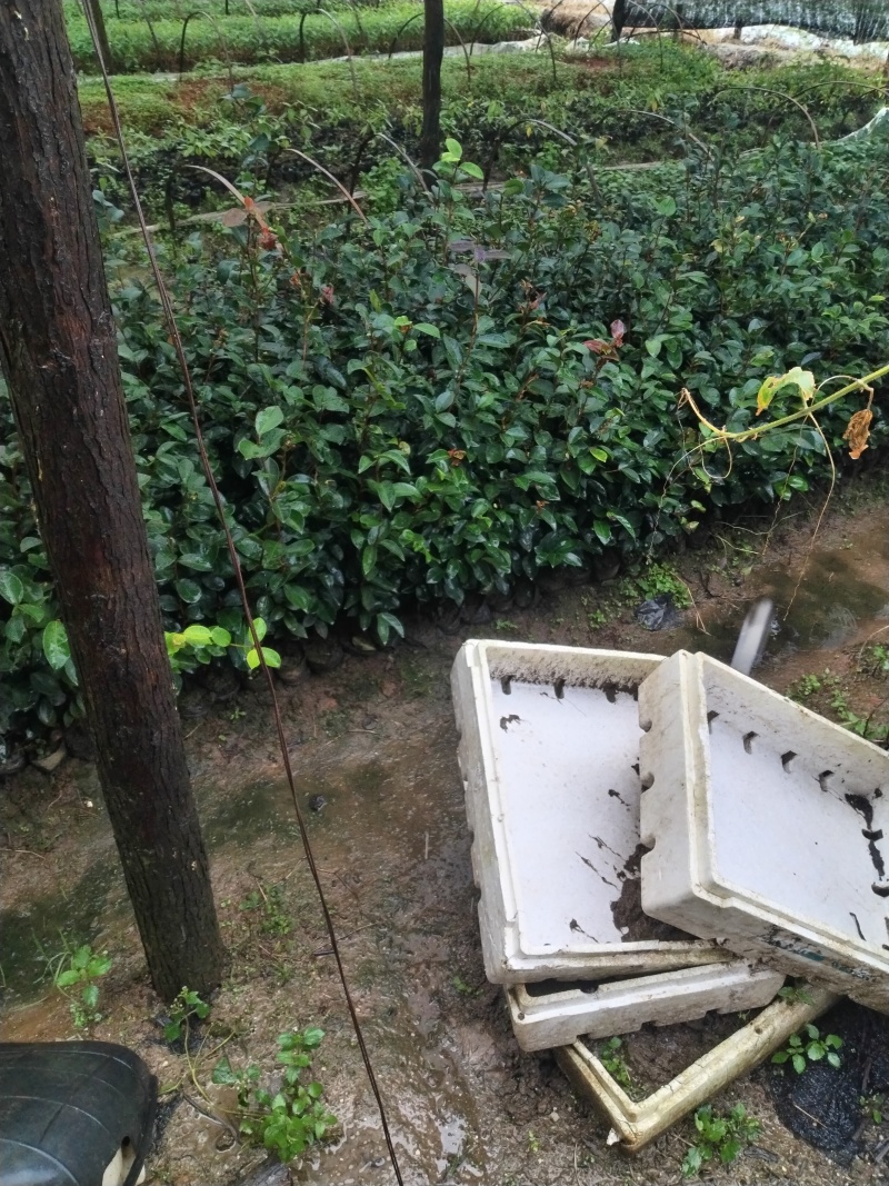 白花油茶苗