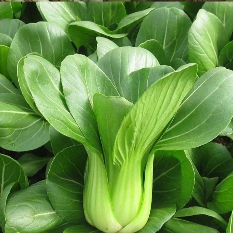 新鲜蔬菜小青菜小油菜江苏南通海门直发批发