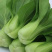 新鲜蔬菜小青菜小油菜江苏南通海门直发批发