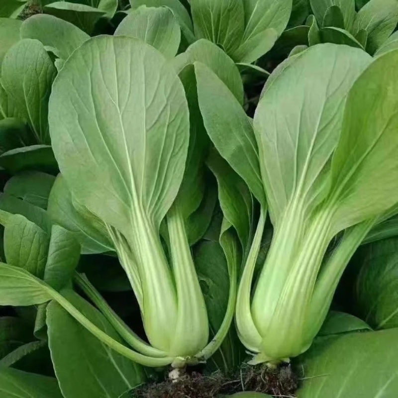 新鲜蔬菜小青菜小油菜江苏南通海门直发批发