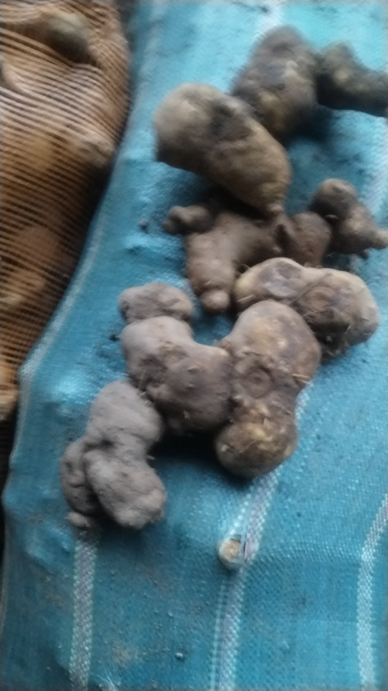 黄精